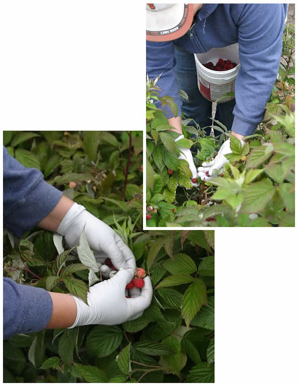 picking raspberries