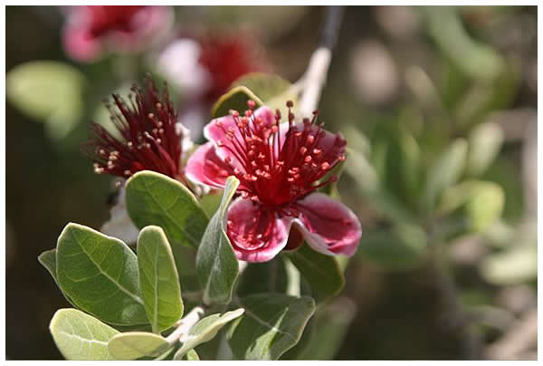 Pineapple guava blossom closeup