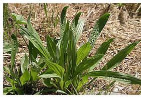 Plantain the weed, not the banana sibling