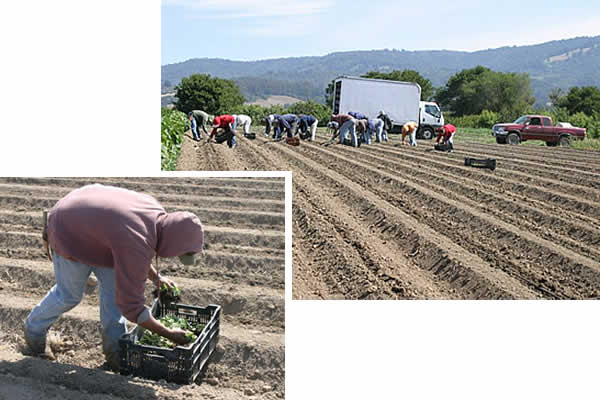 planting basil