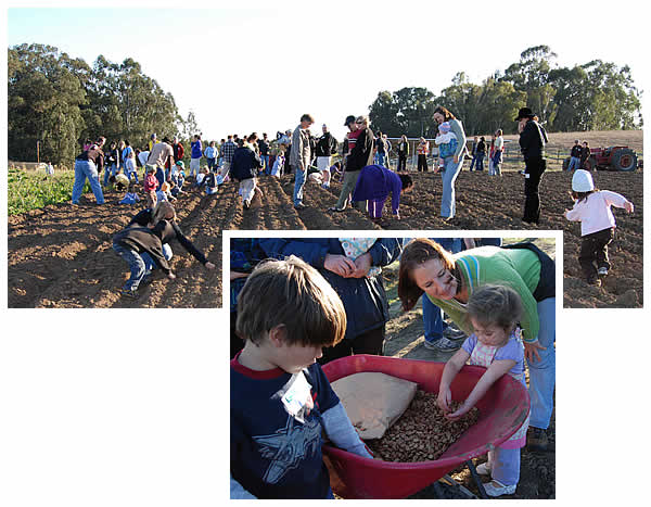 planting of fava beans at the Fall Celebration