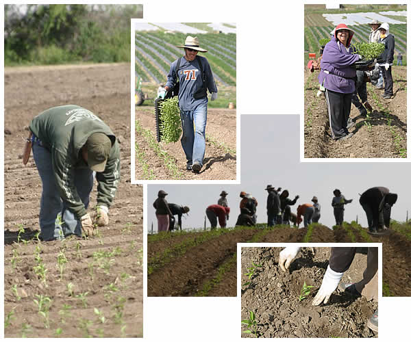 The crew planting peppers, April 2008
