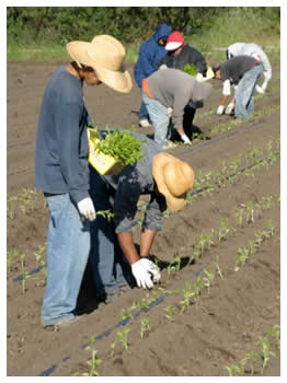 Planting out the peppers