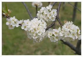 Plum blossoms