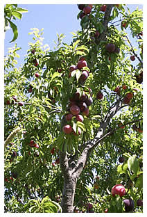 Santa Rosa plum tree July 2007
