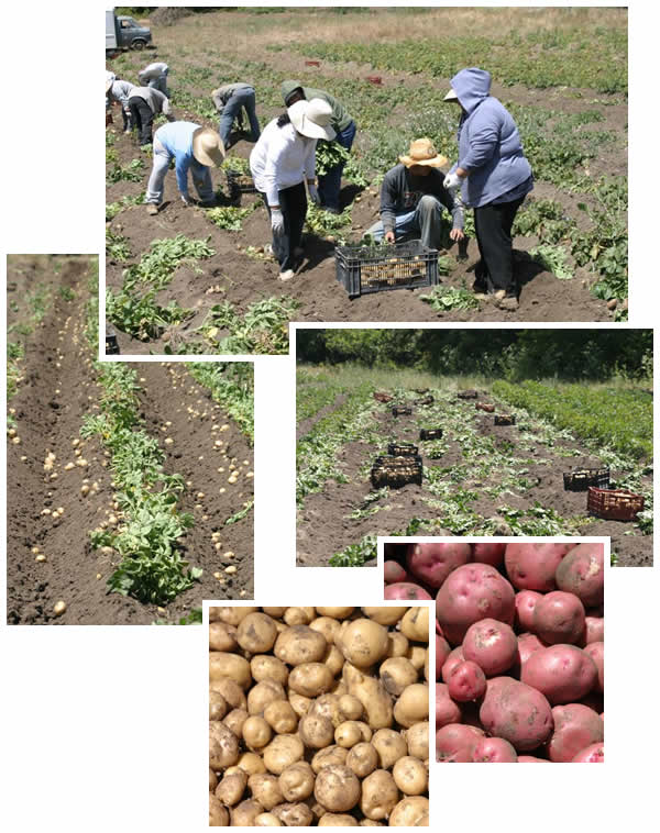 the potato harvest