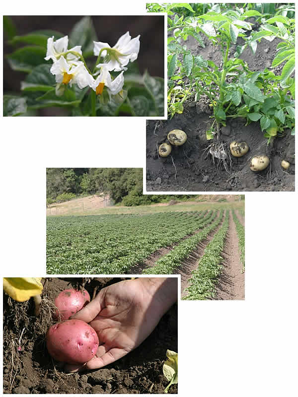 Potato field with closeup of blossoms and red and white potatoes