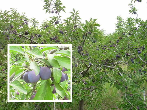 gorgeous ripe prune plums