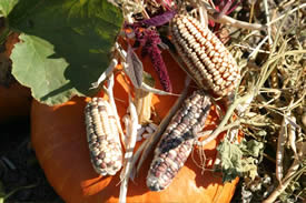 colorful picture of pumpkin and Indian corn
