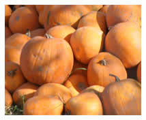 fall harvest pumpkins