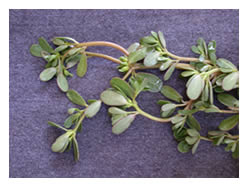 closeup of purslane