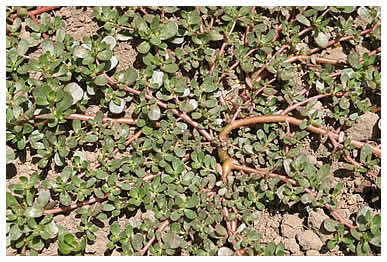 Purslane in the field