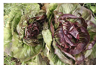 beautiful radicchio!