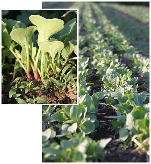 baby radishes and radish field