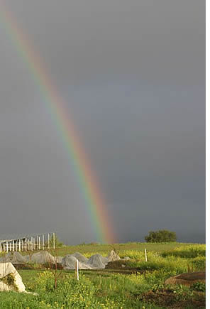 rainbow over the farm