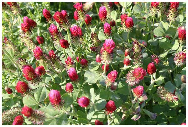 Red clover blossoms