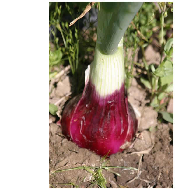 red onion
