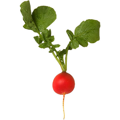 beautiful red radish