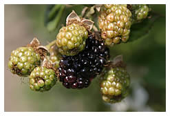 ripe blackberry