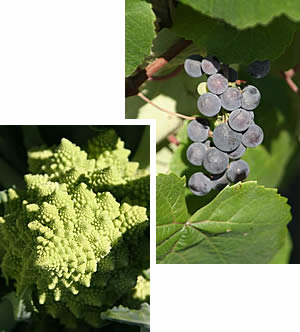 Romanesco cauliflower; concord grapes