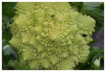 Beautiful fractal patterns in Romanesco Cauliflower