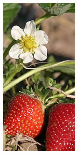 strawberry blossom