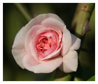 rosebud