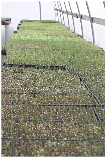 seedlings in the greenhouse