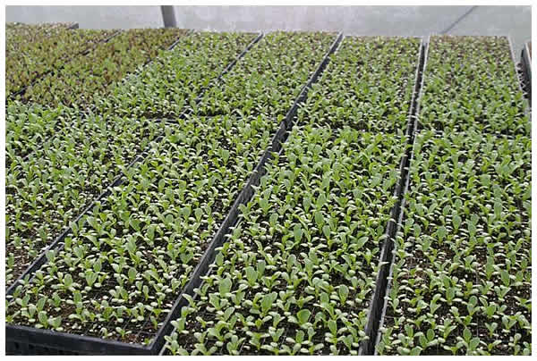 more seedings