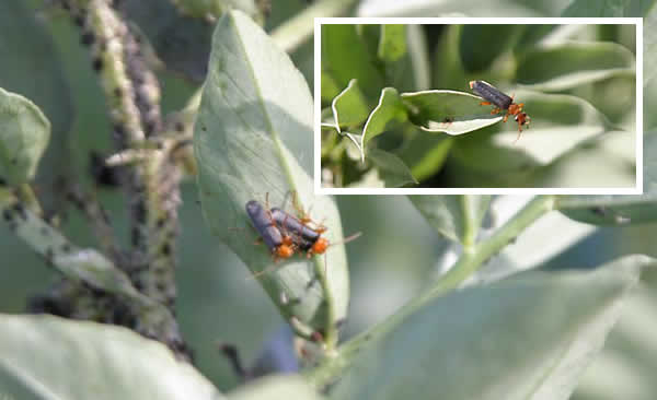 Soldier Beetles