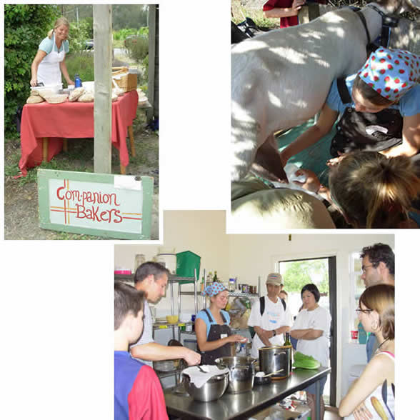 Bread baking, cheesemaking, milking