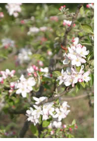 spring bloom