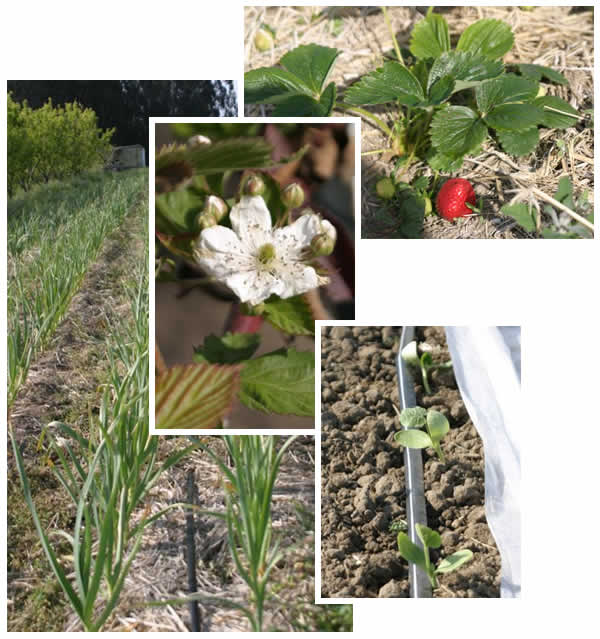 Spring crop medley