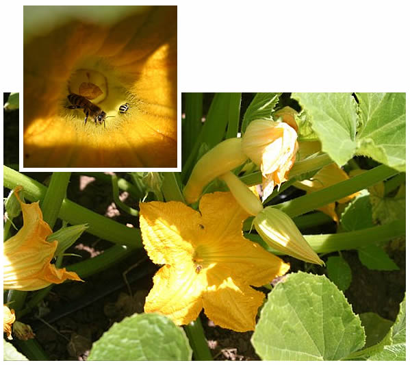 Zephyr squash and blossom close-up with bee