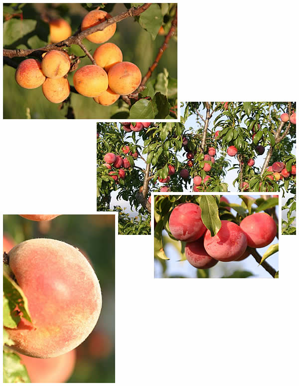 Stone fruits: apricots, plums, and peaches