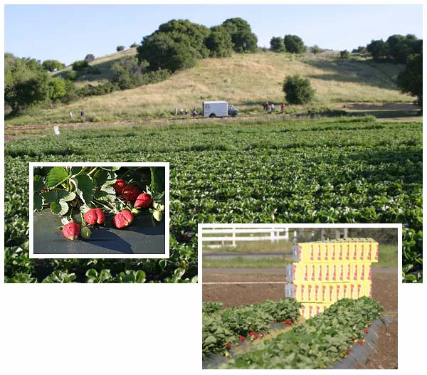 Harvesting this week's strawberries!