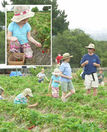 strawberry picking