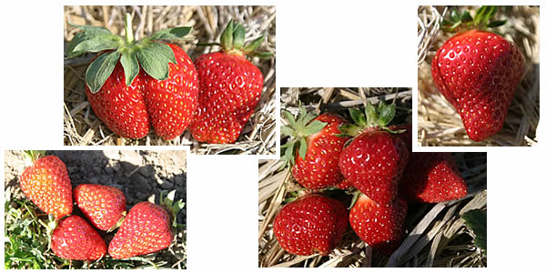 strawberry variety comparison