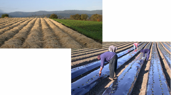 Straw vs plastic mulch