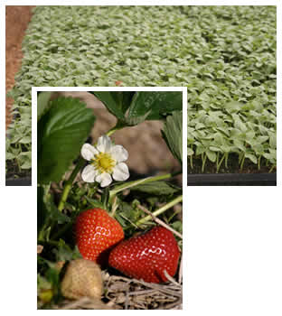 Spring strawberries and cucumber seedlings