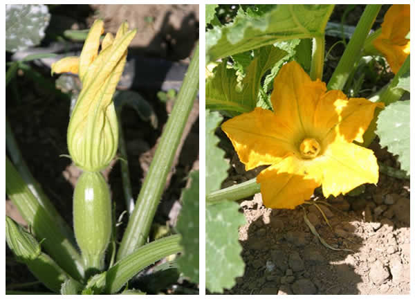summer squash