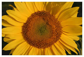 giant sunflower blossom