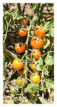 Sungold cherry tomatoes
