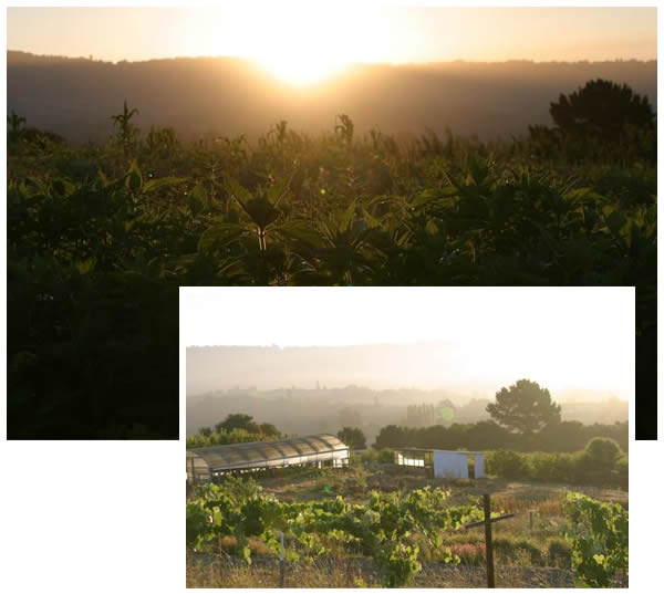 Sunrise over the greenhouse