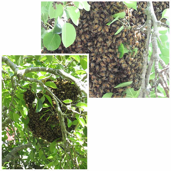 giant swarm of honeybees