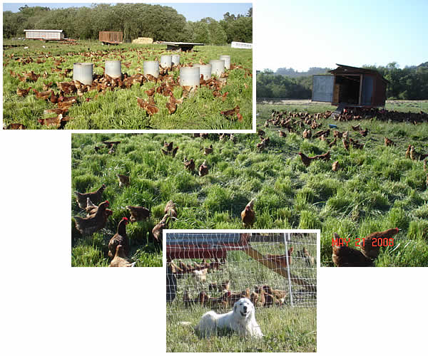 TLC Ranch chickens out on pasture; chicken guard-dog