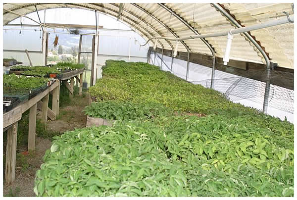 Tomato seedlings in th egreenhouse, waiting to be planted out