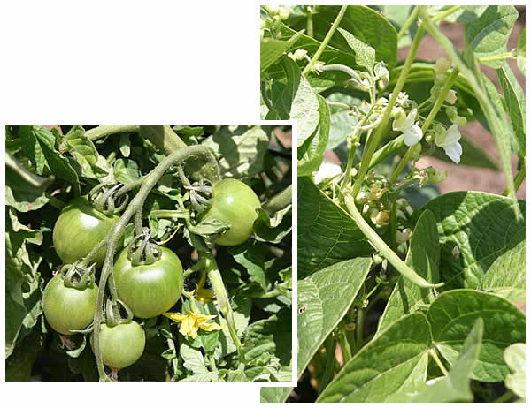 Green tomatoes and green beans