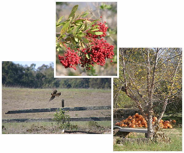 redtail hawk, berries, pumpkins