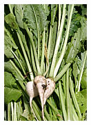 Fresh baby turnips